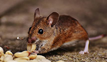 Find Exterminators in Galax City County
